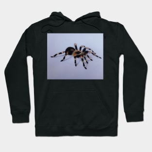 3D Spider Tarantula Hoodie